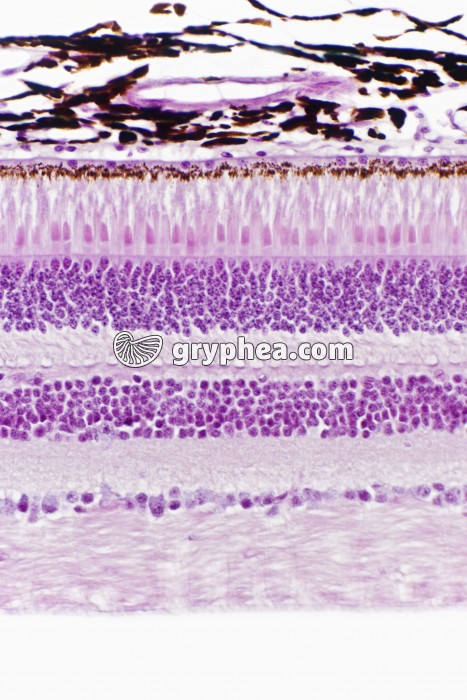 Rétine avec cônes et batonnets x100 - gryphea.org